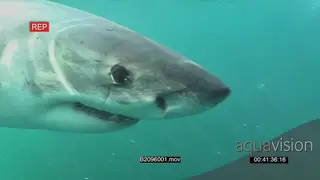 Great white shark gently swimming underwater in ocean passing by camera CU UW HAND
