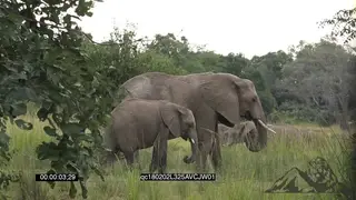 African Elephant herd with young calf grazing GENERAL BEHAVIOUR GOOD LIGHT