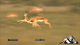 Springbok herd grazing on grassland, Young males stotting and jousting in Golden Light