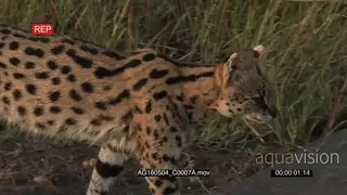 Serval male passing close by