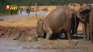 Elephant herd inside muddy water.