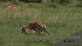Cheetah (Acinonyx jubatus) family eating from just caught gazelle, Hyena walking around