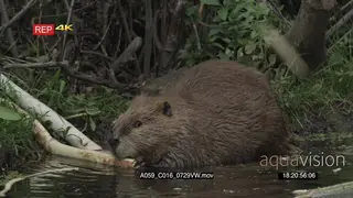 Beaver laying down in a pond and eating a bark MLS