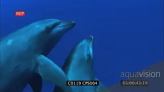 A pair of dolphins swimming around UW GENERAL BEHAVIOR