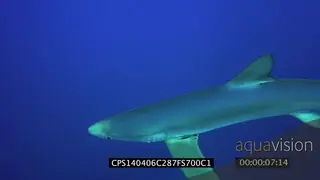 Blue Shark swimming underwater in ocean passing by camera MLS HAND