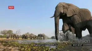 Spectacular low angle footage of elephants drinking at waterhole
