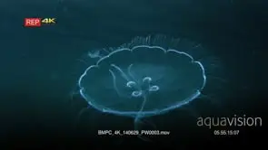 The delicate Moon Jellyfish floats in the salt water of Uet era Ngermeuangel.