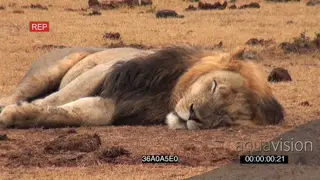 African male lion resting sleeping in rain