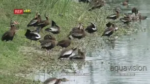 Black-bellied tree ducks preening next to pond, 1 jumps from grackle