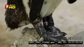 African Penguin Close Up webbed feet and legs that are set back on the body and walking.