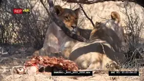 African lioness pair under shade with left-over carcass