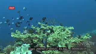 View of an aquarium in ocean and varied sea fishes swimming and passing by SCENIC.