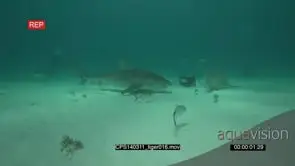Tiger Shark at feeding station and bait bucket