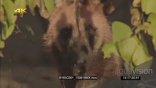 Blood stained African Wild dog stalking GREEN