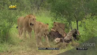 African sub adult lion and a lioness standing and walking around a pride of lion cubs.