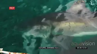 Great white shark swimming past camera hunting TOPSIDE