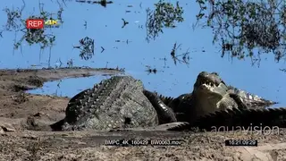 [3] Nile Crocodiles Moving around on the riverbank MWS