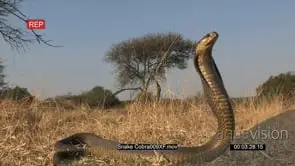 Aggressive snouted cobra strikes front of camera