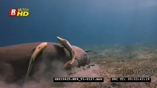 Close up shot of a dugong eating