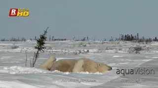 Adult female Polar Bear laying down, resting and cubs playing on her back.