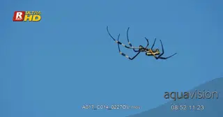 Golden Silk Orb Spider walking, building we and marking territory.
