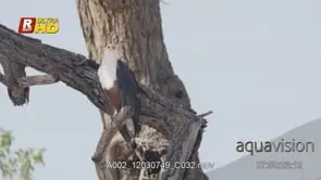 African Fish eagle perched on a tree branch and scouting from a high angle.