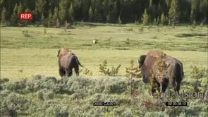 AMERICAN BISON LOOKING AT BROWN BEAR WALKING TOWARDS CAM