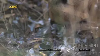 Caracal sniffing Laughing Dove remains HA CU