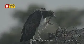 Martial eagle perched on a tree branch, scratching face and shaking.