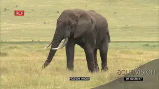 Large African Elephant tusker walking towards camera and Grazing AmCam