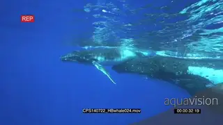Humpback Whale mother and young calf playful at ocean surface UW HAND