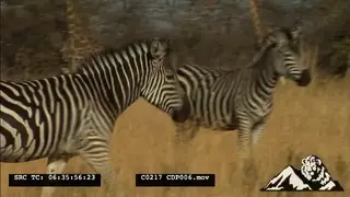 Cape Mountain Dazzle of Zebras Grazing and walking around long thick grass with the.