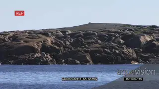Polar bear exiting water walking away up rocks scouting around