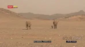 Desert elephant walking with a tiny calf through a sandstorm in the