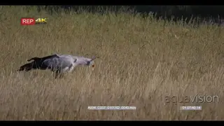 close up shot of secretary bird, sagittarius serpentarius catching something nad eating it