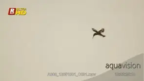 Pied Kingfisher in flight and foraging from aerial view, MCU;DAY