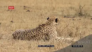 Cheetah resting scouting around hunting in dry veld