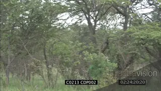 Lioness and male Lion hunting stalking herd of Impala, MS FAILS
