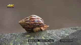 Giant African land Snail retreated in shell slowly coming out moving on tree log RAIN FF