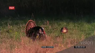 Turkey standing and looking around and the other one walking around and foraging MWS
