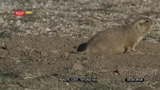 Prairie Dog getting out of hole and walking on prairie MLS PAN