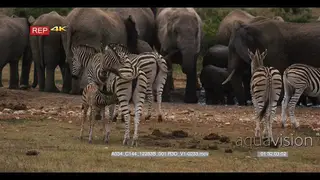 Zebra herd with foal suckling and elephant herd inside waterhole in the background