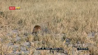 Meerkat digging and the other one foraging MWS