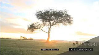 Sunrise over African Savannah SCENIC TL