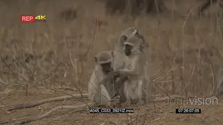 Vervet Monkeys sitting on veld looking around and one walking away and grooming MLS