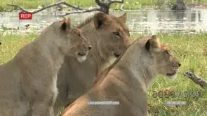 Pride of lions with sub adult males looking attentively at prey