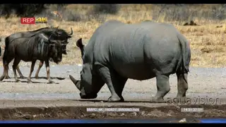 Blue wildebeests walking past white rhino standing at the water edge