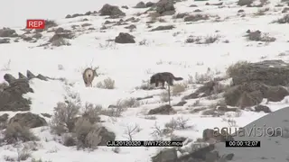 Elk Antelope and Gray Wolf standing on prairie during snow fall and intimidating one.
