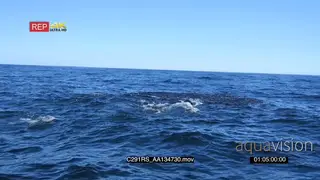 A group of seals and a school of common dolphins swimming.
