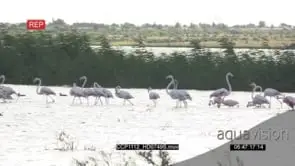 A flock of Flamingos Walking following each other in the River while Fishing GENERAL.